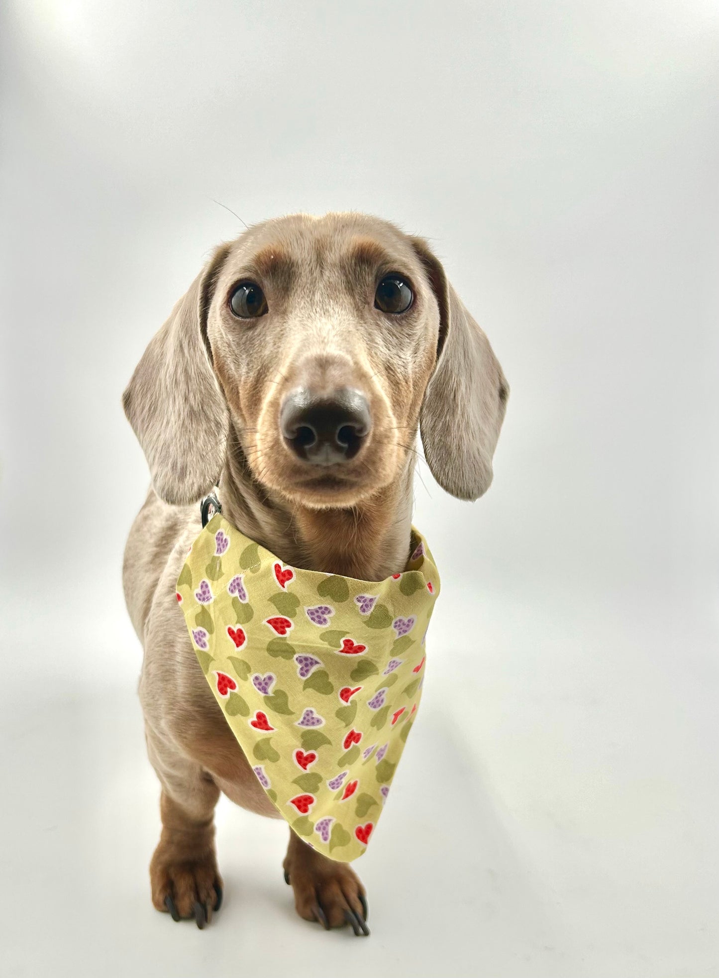 Valentines Bandana