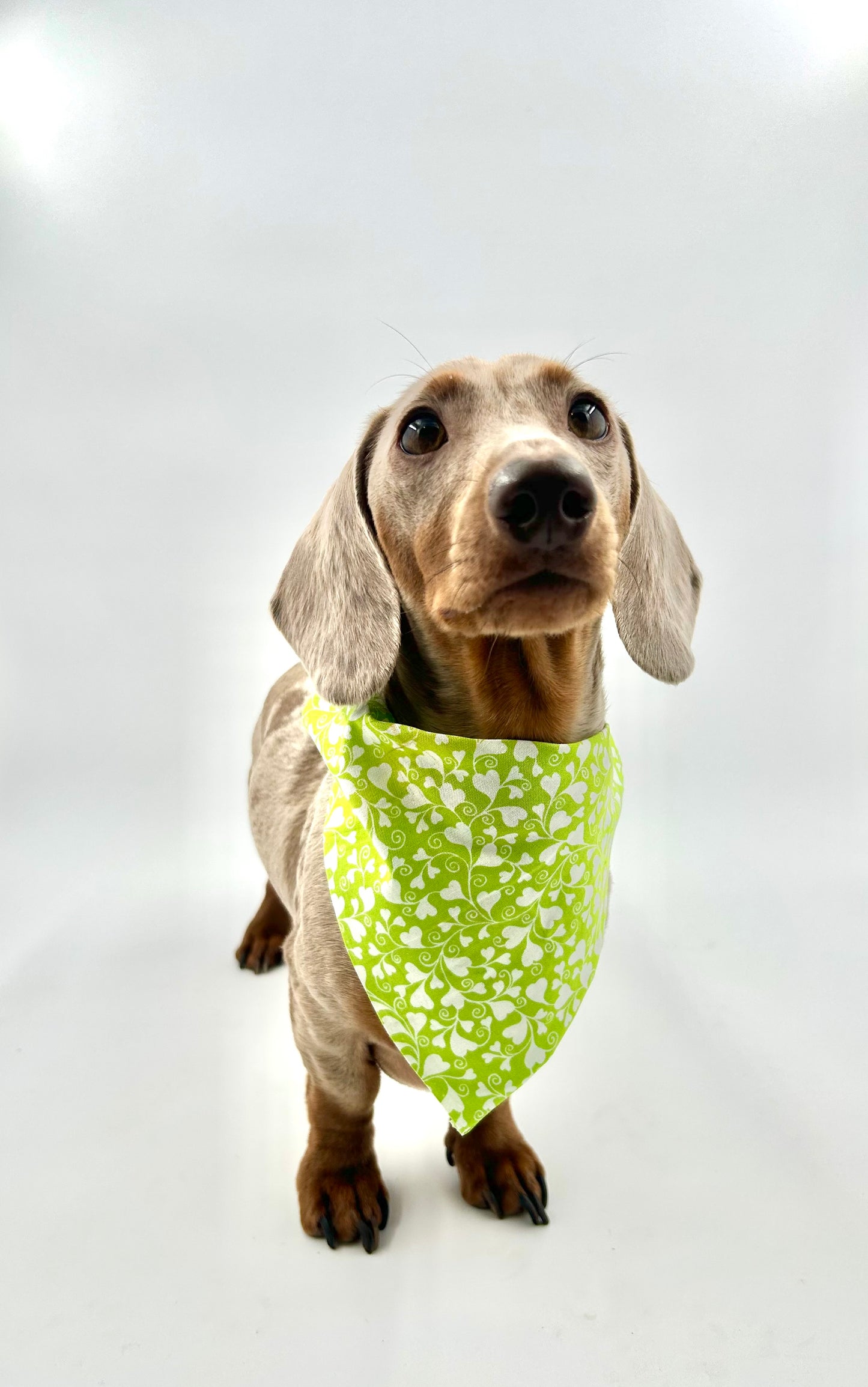 Valentines Bandana