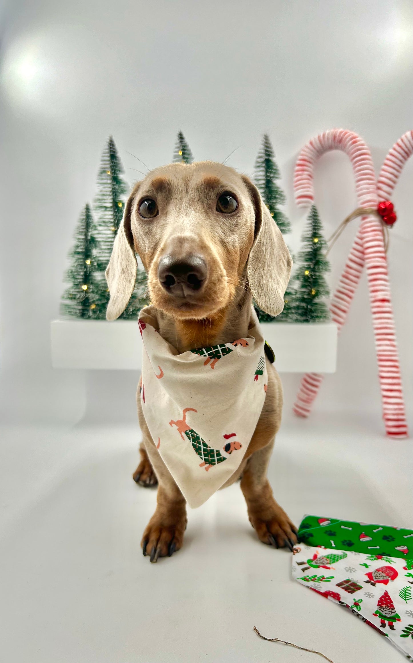 Christmas Bandanas