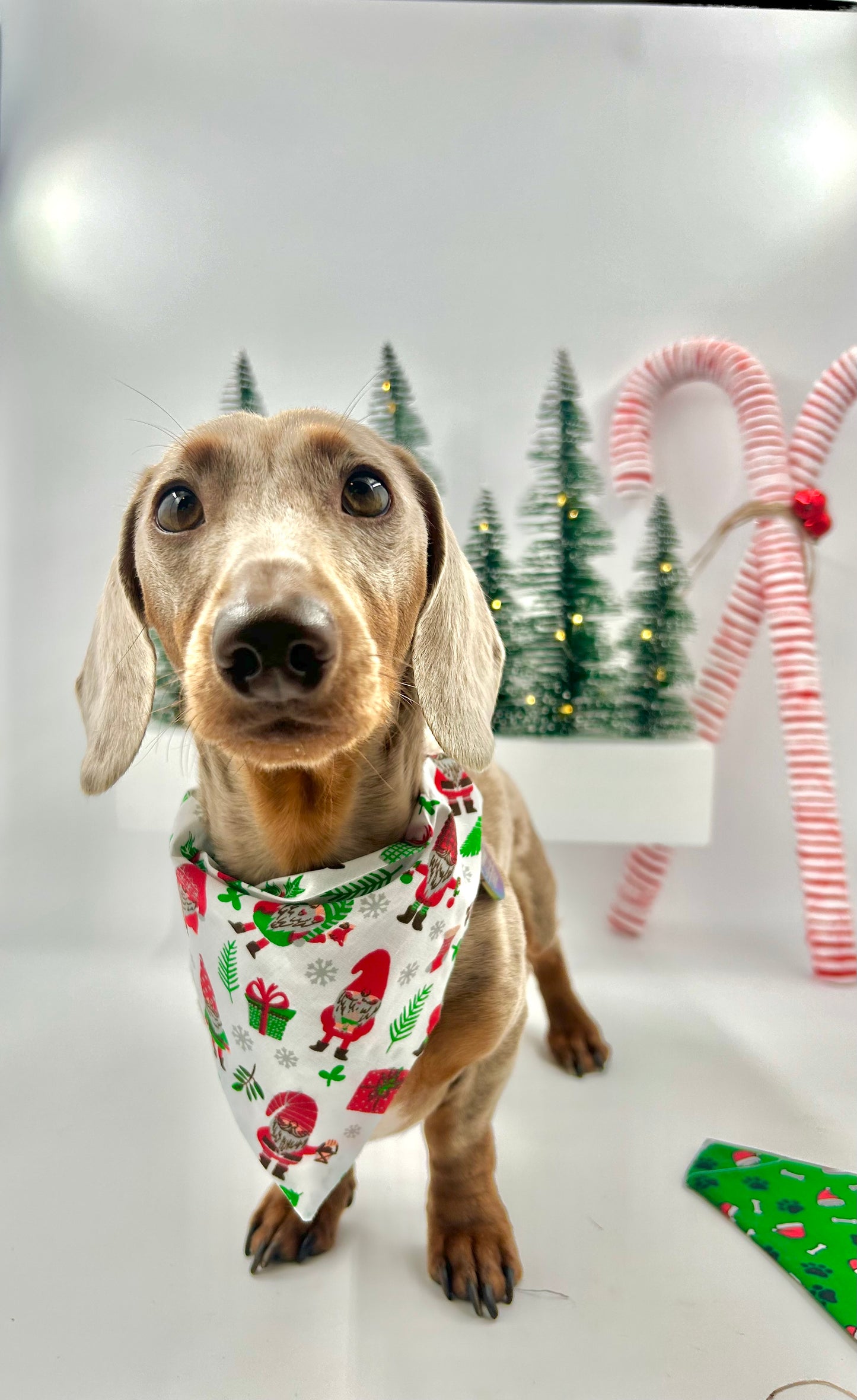 Christmas Bandanas